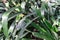 Green spikey leaves of aechmea miniata bromeliaceae