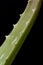 Green and spiky aloe vera branch