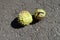 Green spiky capsules containing conkers