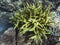 Green spiky coral on sea bottom. Tropical seashore inhabitants underwater photo.