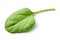 Green spinach leaf