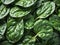 green spinach leaves of fresh water drops