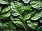 green spinach leaves of fresh water drops