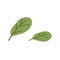 Green spinach leaves. Garden salad leaf. Fresh leafy vegetable in simple doodle style. Vegetarian food plant. Flat