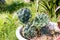 Green spiny cactus with flat leaves. A closeup of a cactus growing outside in a pot.