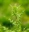 Green spiny grass plant in nature