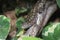 Green spiny lizard