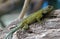 Green Spiny Lizard