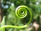 Green Spiral