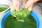 Green spirogyra is fresh water algae have very high calcium and beta-carotene,used for cooking ,it`s popular in North and