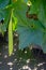 Green sponge gourd Luffa cylindrica vegetable