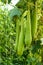 Green sponge gourd vegetable sponge in greenhouse