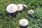 Green-Spored Lepiota Mushrooms Growing Wild On The Lawn