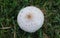 Green-spored Lepita mushroom found in Texas.