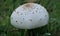 Green-spored Lepita mushroom found in Texas.