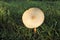 Green Spored Parasol Mushroom Cap Close-up