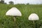 Green-spored parasol poisonous mushroom