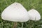 Green-spored parasol poisonous mushroom