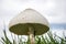 Green-spored parasol poisonous mushroom