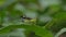 Green spot monkey grasshopper on green leaf in tropical rain forest.