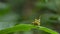 Green spot monkey grasshopper on green leaf in tropical rain forest.