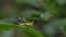 Green spot monkey grasshopper on green leaf in tropical rain forest.