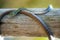 Green Spotted Bush Snake Coiled Around Wood