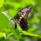 Green Spotted Butterfly