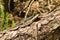 Green spotted forest lizard sitting on a tree and looking at the camera. Common Wall Lizard Podarcis muralis.