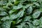 Green spotted leaves of pulmonaria saccharata in the garden. Botanical photography for illustration of leaves