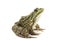 Green spotted marsh frog