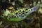 Green spotted puffer (Tetraodon nigroviridis).