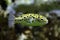 Green spotted puffer (Tetraodon nigroviridis).