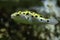 Green spotted puffer (Tetraodon nigroviridis).