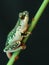 Green spotted reed frog