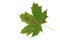 Green spotted, sick maple leaf on a white background