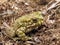 Green spotted toad