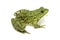 Green spotty frog