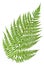 Green sprig of fern