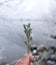 A green sprig of sage in the winter