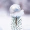 Green sprig of spruce with a New Year`s ball in the snow.