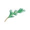 Green sprig of tarragon. Natural product. Flat vector icon of plant used in culinary. Herbs and spices theme