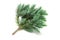 Green sprig of yew