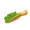 Green sprigs of parsley in wood scoop, cilantro seasoning