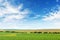 Green spring corn field and blue sky