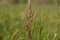 Green spring field and horse sorrel