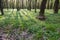 Green spring flowered landscape