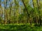 Green spring foliage in a forest in the flemish countryside