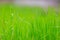 Green spring fresh grass of uncut lawn. Background with selective focus and copy space for text