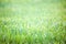 Green Spring Grass with drops of dew - defocused background